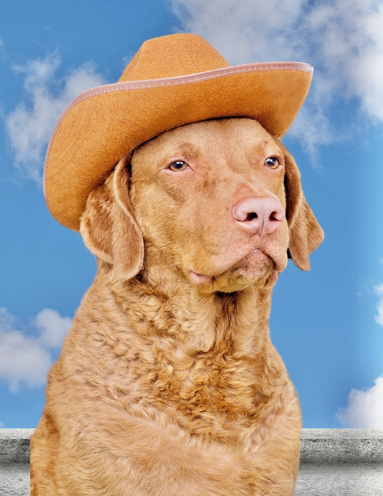 Doggo Rodeo at Fifty West Brewing
When: Aug. 25 from noon-3 p.m.
Where: Fifty West Brewing, Columbia Township
What: Yee-haw! This cowboy-themed event includes a photographer on site to take glamor shots of your sweet doggo dressed up in a cowboy hat and bandana. There will also be cowboy-themed pup cups and adoptable dogs.
Who: Red Dog Pet Resort & Spa
Why: C'mon — every dog deserves a cowboy (or cowgirl) moment.