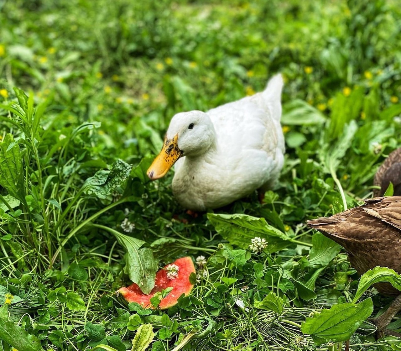 Art of Ducks Exhibit at Rhinegeist Brewery
When: July 20 from 3-6 p.m. 
Where: Rhinegeist Brewery, Over-the-Rhine
What: Domestic waterfowl rescue Longbottom Bird Ranch’s resident artist, Kiwi, and Cincinnati artist L.D. Nehls will be putting on the “Art of Ducks” exhibit at Rhinegeist Brewery.
Who: L.D. Nehls and Kiwi the Duck
Why: The rescue’s founder, Jimmy Longbottom, says he and Nehls thought it would be fun to collaborate on an event after placing in the top two spots for “Best Local Artist” in CityBeat’s Best of Cincinnati 2024 Readers Poll.