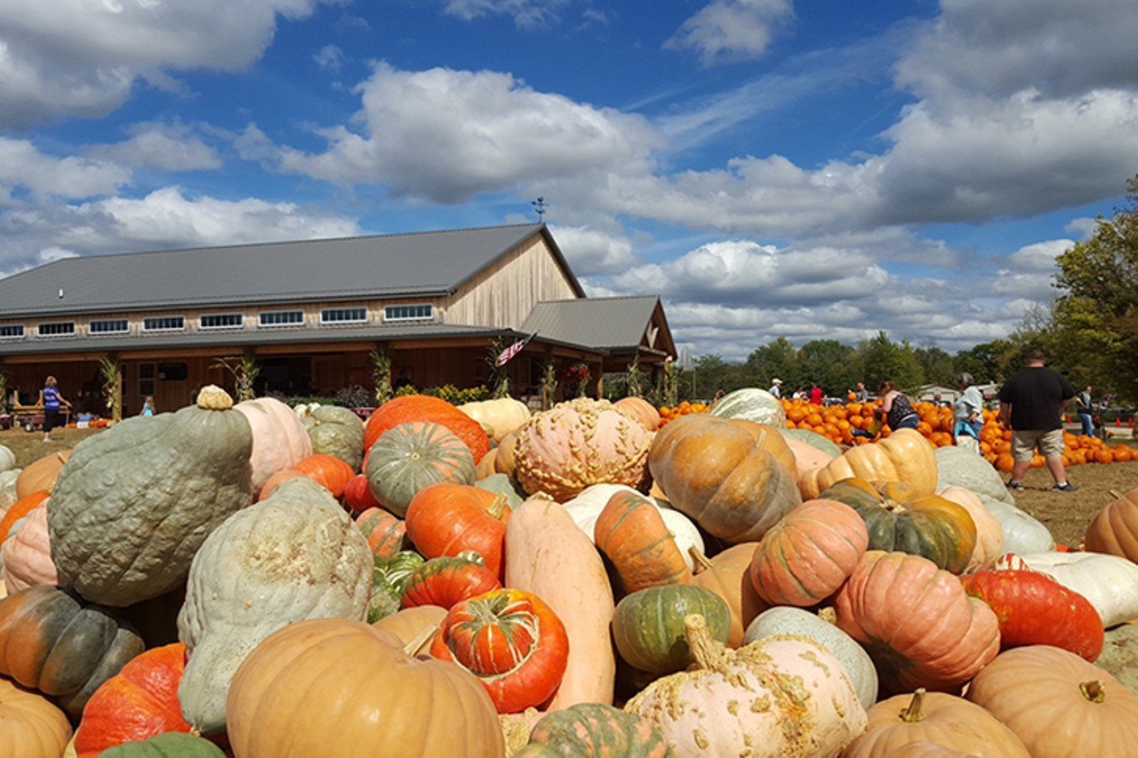 Blooms & Berries Farm Market
9669 S. State Route 48, Loveland. Open daily until Oct. 31.
The all-inclusive farm fest at Blooms & Berries features a five-acre corn maze, a pumpkin bounce pad, hayrides through the pumpkin patch, games, train rides and friendly farm animals. Snack on caramel apples or fresh apple cider or peruse fall decor. A weekend craft beer garden is open starting at noon Fridays through Sundays. Check the online calendar for special events.