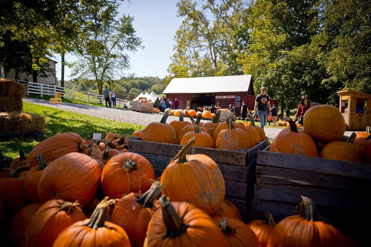 Neltner's Farm
6922 Four Mile Road, Melbourne, Kentucky. Open daily for Fall Fest until Oct. 31
Located in the rolling hills of Northern Kentucky, this family-owned farm has been offering seasonal, fresh produce and beautiful views for over a century. The farm hosts an annual Fall Fest that lasts until Halloween. In addition to their pick-your-own pumpkin patch, visitors can enjoy a petting zoo, horse-drawn wagon rides, corn mazes and more.