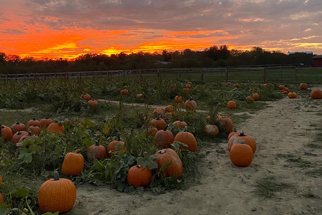 Hidden Valley Orchards
5474 OH-48, Lebanon. Open Wednesday-Sunday weekly. 
This fruit farm (formerly Hidden Valley Fruit Farm) got a makeover in 2018 as Hidden Valley Orchards with taprooms and the COOP Ice Cream barn. For more family fun, pick a pumpkin or take a hayride when the patch opens up. Check the website to plan for upcoming events and see the U-pick schedule.