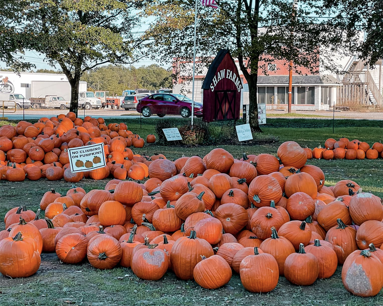 Shaw Farms Market
1737 State Route 131, Milford. Open daily until Oct. 31.
This farm is family-friendly with things to do for all ages during Pumpkin Times, which runs through the end of October. There are horse- and tractor-drawn hayrides, a massive corn maze, two interactive playgrounds, pedal-kart races and more. Pick your own pumpkin from the pumpkin patch or head to the produce barn to enjoy apples — and fresh-pressed apple cider — straight from the orchard. Some activities require tickets, available for purchase online.