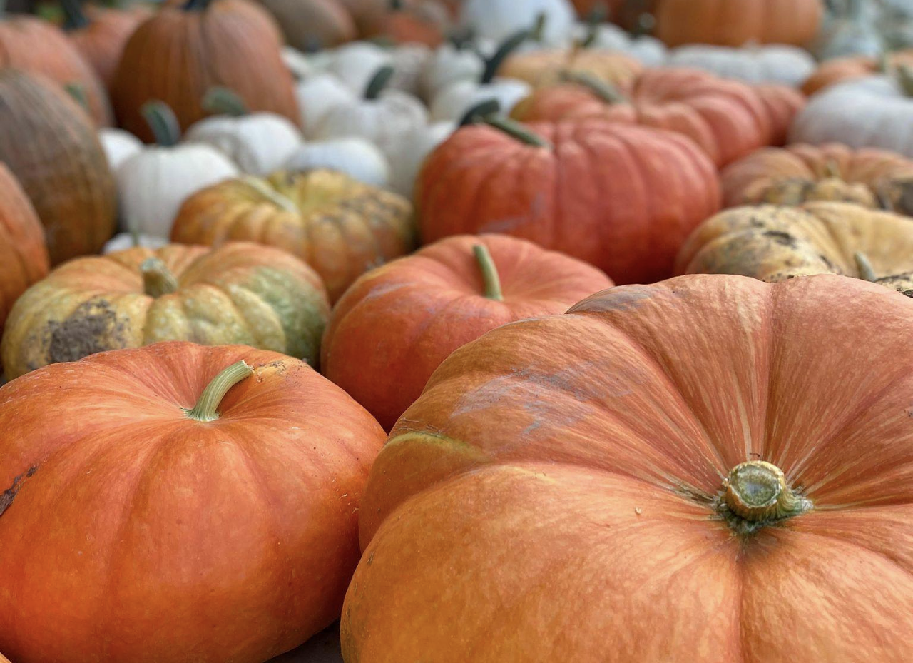 Country Pumpkins 
1835 Sherman Mt. Zion Road, Dry Ridge, Kentucky. Open Wednesday-Sunday until Oct. 30.
Country Pumpkins began selling single pumpkins by the road back in 2000 on the Alpine Hills Dairy Farm. Now, the business has turned into a fall destination, complete with a fall festival and tour. Open now through Oct. 30, Country Pumpkins boasts weekend (Fridays-Sundays) festival with farm animals, a corn maze, hayrides, pumpkin picking and more.