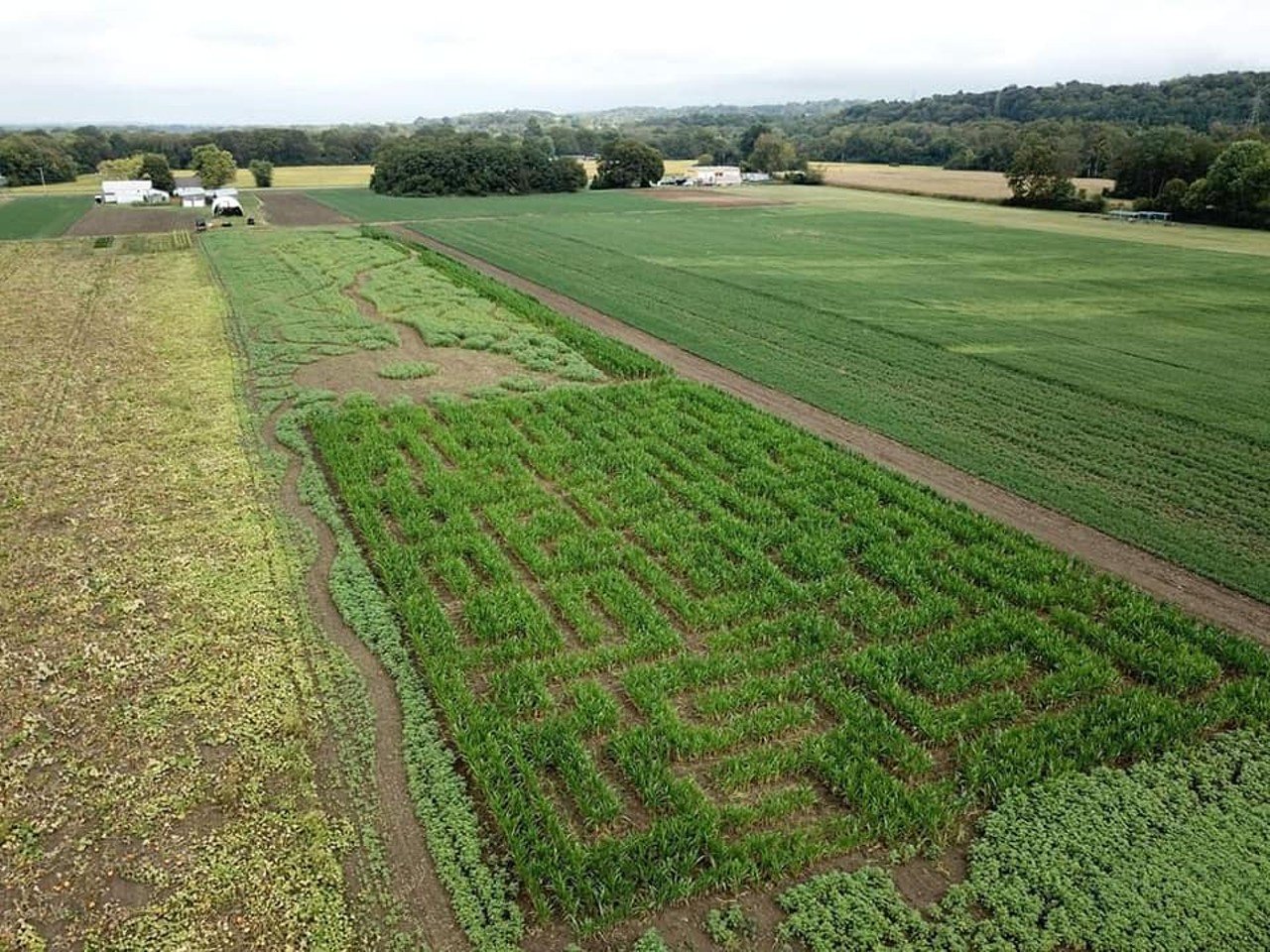 Burwinkel Farms
4359 Hamilton Cleves Rd., Ross. Open daily until Oct. 31.
Enjoy family fun days at the farm with two corn mazes, hayrides, Halloween scavenger hunts, U-pick pumpkin patch and seasonal sunflower walking paths. Sunflowers are available only when in bloom.