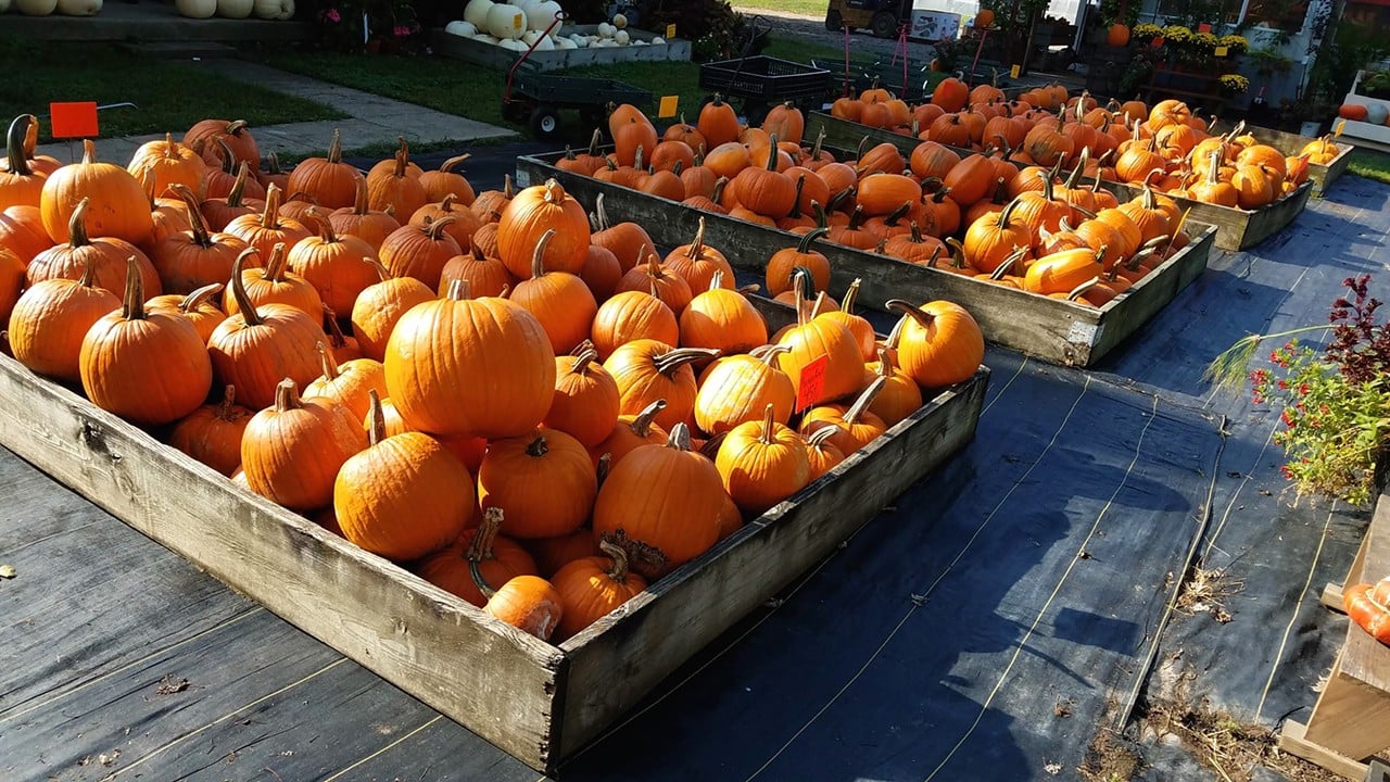 Brown's Family Farm Market
11620 Hamilton Cleves Road, Hamilton. Open Saturdays and Sundays until Oct. 29.
This family market is open daily, and on Saturdays and Sundays until Oct. 29, there are hayrides plus a pumpkin patch where you can pick your own gourds, as well as visit a corn maze and farm animals. There's a barrel train, food trucks, picnic areas and apples — lots of apples: apple butter, apple cider and caramel apples. Mums, cornstalks, gourds, produce and a variety of snacks, cheeses, fudge and other goodies are available seven days a week in the market area.