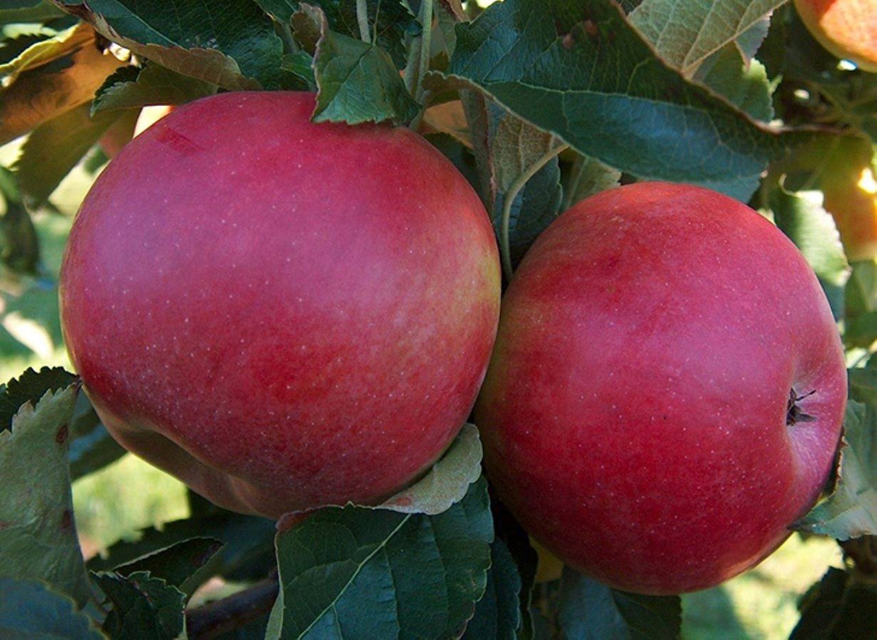 Irons Fruit Farm
1640 Stubbs Mills Rd., Lebanon. Saturdays and Sundays until Oct. 29.
Take a tractor-driven hayride to pick your own pumpkins at this fourth-generation family farm — then feast on apple fritters, cinnamon-cider donuts, cookies, pies and more from the bakery. There is also a themed corn maze, pumpkin patch, apples available for purchase and friendly farm animals. Delicious donuts, apples and more are available at the market which is open daily through December.