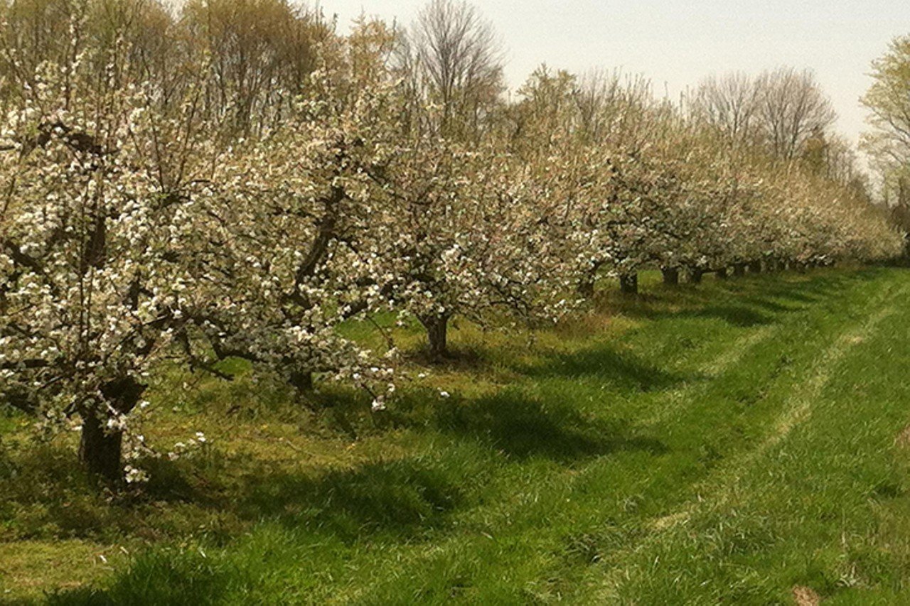 A&M Farm Orchard
22141 State Route 251, Midland. Open daily.
A&M Farm Orchard is a U-pick paradise, with an apple orchard, apple house and a pumpkin patch, as well as fall treats including jams, jellies, apple butter, fresh cider and squash. Check their Facebook page to see what's in season.