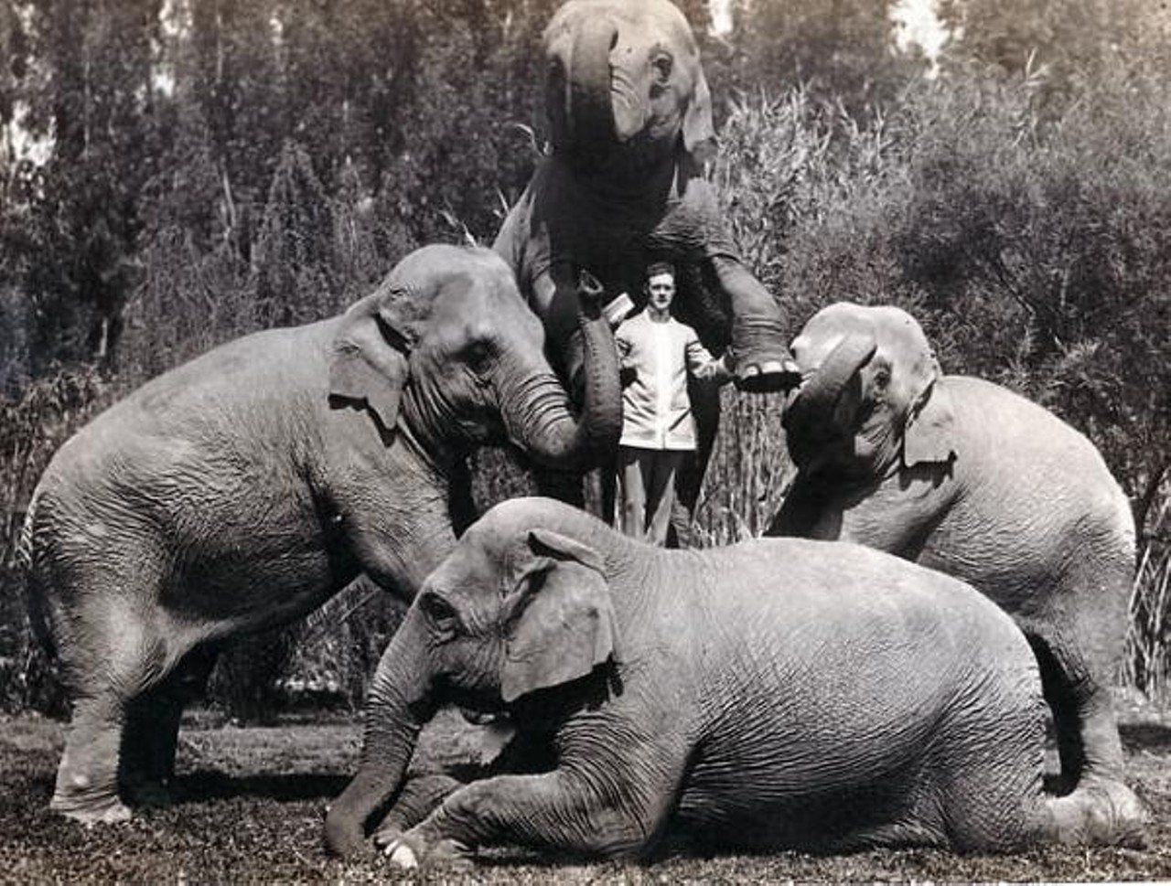 Tillie the Elephant is Buried Somewhere in Cincinnati
Tillie the Elephant was a part of Robinson Circus, a popular traveling shows in the late 1800s. After her death in 1932, thousands showed up to her home in Terrace Park to celebrate her life. It was a big ado. Schools canceled classes. The newspaper ran a full obituary. An airplane dropped carnations from above the memorial. Since then, it has been a long-standing rumor that she was buried in Spring Grove Cemetery. But according to Spring Grove Cemetery historian Phil Nuxhall, the rumors are false. He writes in his book "Phil Nuxhall's Stories in the Grove" that Tillie’s legs were turned into umbrella stands. And the rest of her? One longtime resident of Terrace Park told WCPO that Tillie was buried in a dry well in Terrace Park.