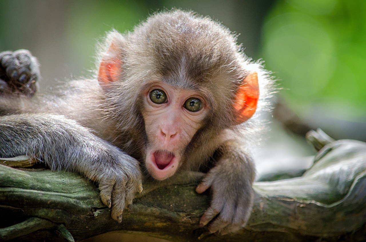 Monkeys Loose in St. Joseph's Cemetery in Price Hill
There’s nothing better than a stroll through one of Cincinnati’s historic cemeteries on a spring evening. Except maybe one accompanied by a few monkeys. On April 7, 2021, multiple eyewitnesses claimed to lay eyes on approximately five monkeys on the loose in St. Joseph's Cemetery in Price Hill. That evening, Cincinnati Police responded to the incident, reporting that they believed the monkeys to have escaped from a private collection, as CityBeat reported right after the incident is alleged to have taken place. But no missing monkeys were reported. The only thing CPD found in the cemetery was a pair of mating owls, perhaps responsible for the monkey-like noise. CPD also suggested that eyewitnesses may have mistaken wild turkeys for monkeys.