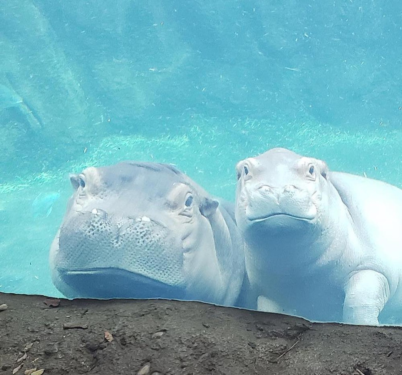 Hippo Selfie-Taking
If Fiona or Fritz photobomb another proposal, automatic gold medal. Everyone else: Disqualified. Pack it up. Go home. You lose.