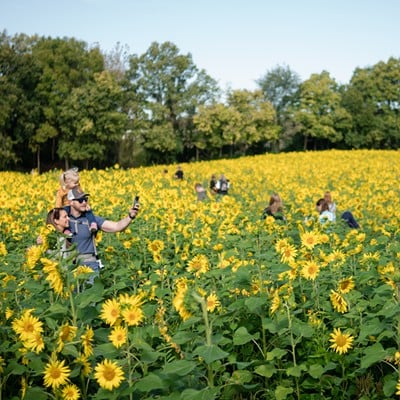 Feel Sunny at Gorman Heritage Farm’s Sunflower FestivalOn Saturday-Sunday, Oct. 5-6, Gorman Heritage Farm will transform into a sunflower wonderland for their annual Sunflower Festival. Guests can wander through the sunflower fields and cut their own flowers for just $1 a stem. The festival also features education stations, live music, hayrides and mule carriages, and you can shop from a variety of craft vendors while the kids get to meet the farm animals. Food trucks and HighGrain beer will also be available.