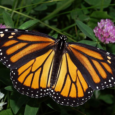 Monarch Fest 2024When: June 8 from 10 a.m.-2 p.m.Where: Christ The King Lutheran Church, West ChesterWhat: A free fun and educational event promoting environmental conservation.Who: Christ The King Lutheran ChurchWhy: Enjoy a day of family fun including creative kid’s activities, educational garden tours, food, live music and vendors. The event also teaches families how to make their garden accommodate local species and provides attendees with local greenery to plant at home.