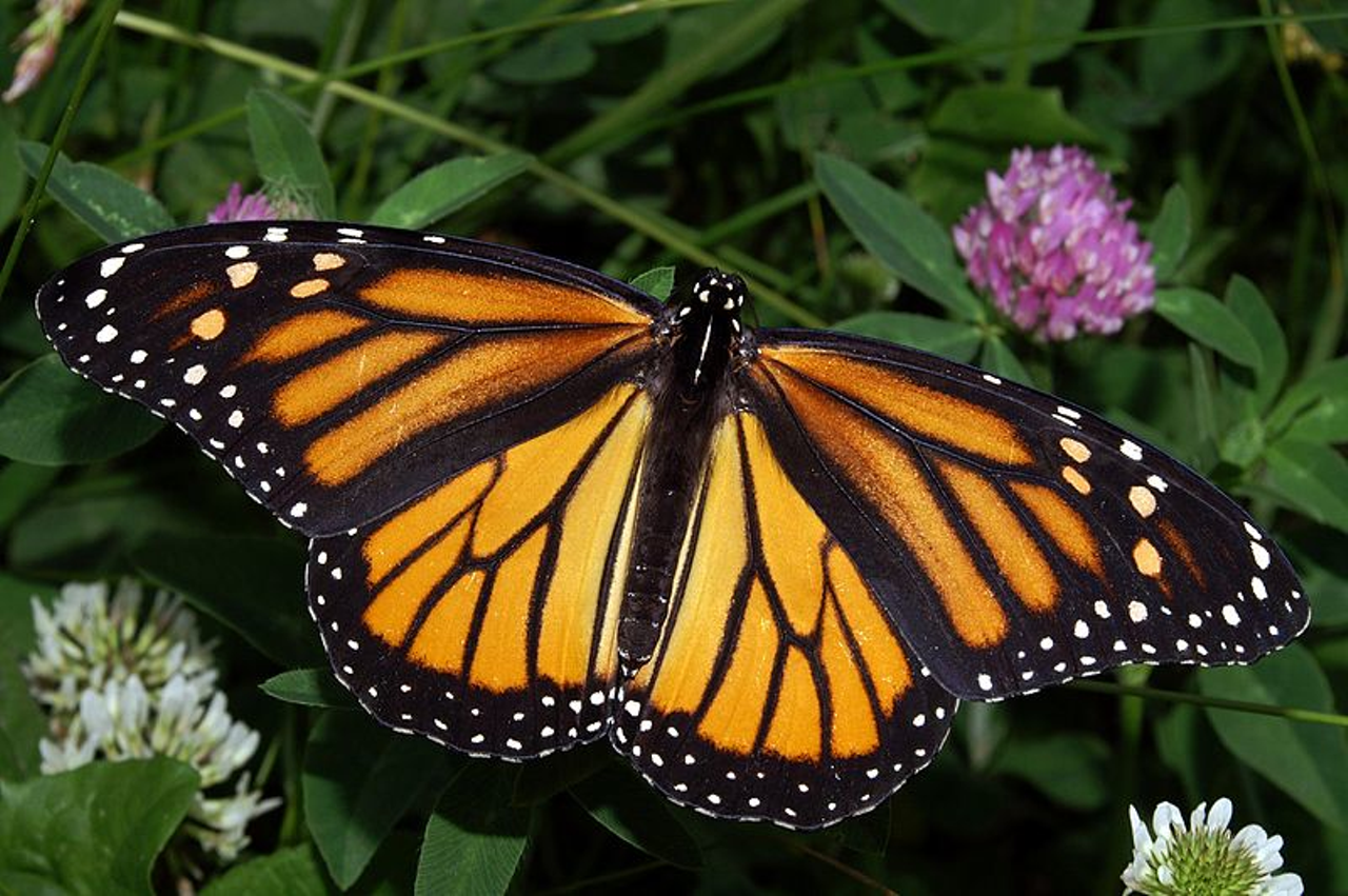 Monarch Fest 2024
When: June 8 from 10 a.m.-2 p.m.
Where: Christ The King Lutheran Church, West Chester
What: A free fun and educational event promoting environmental conservation.
Who: Christ The King Lutheran Church
Why: Enjoy a day of family fun including creative kid’s activities, educational garden tours, food, live music and vendors. The event also teaches families how to make their garden accommodate local species and provides attendees with local greenery to plant at home.