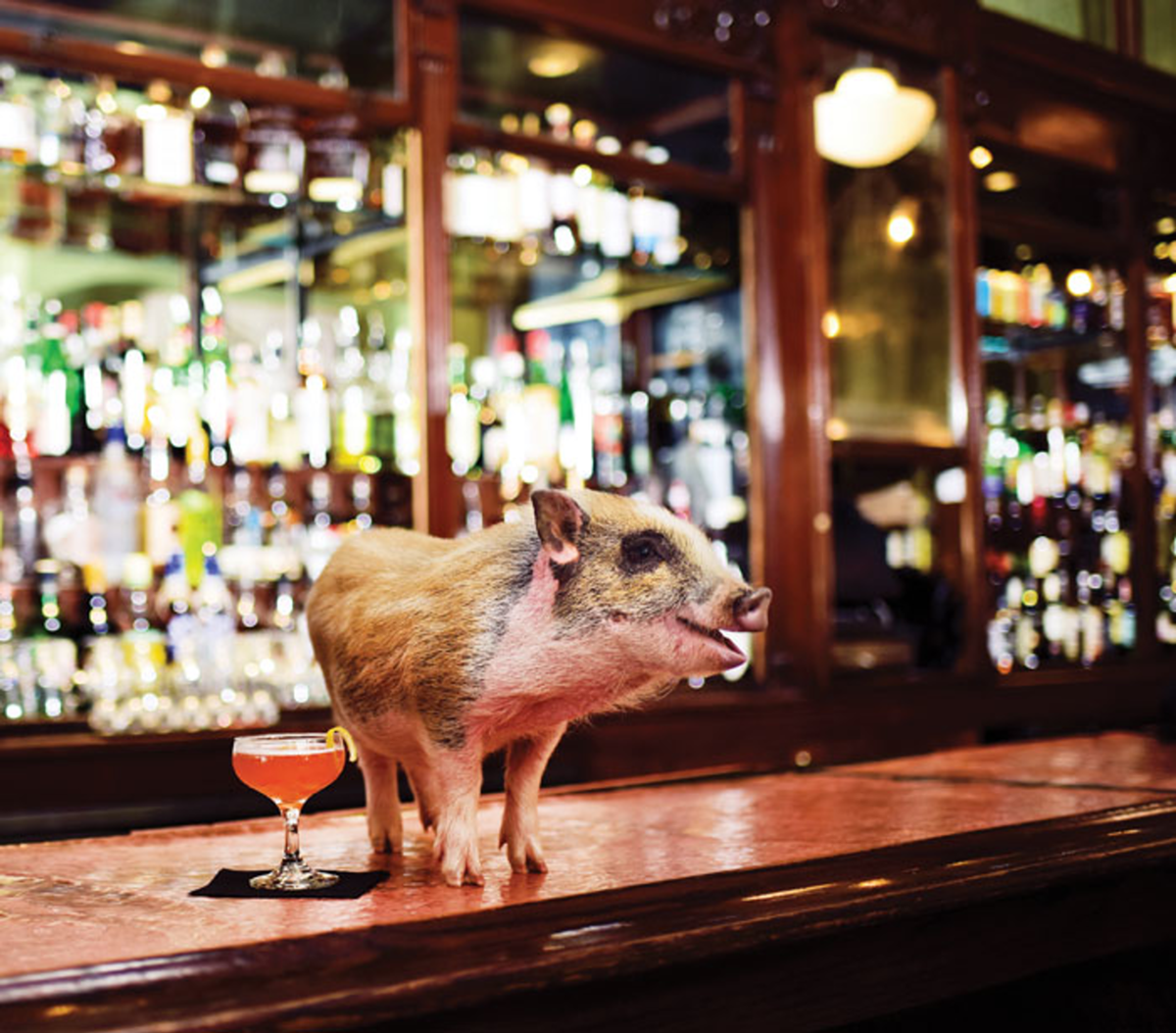 Japp's Nightlife Pig