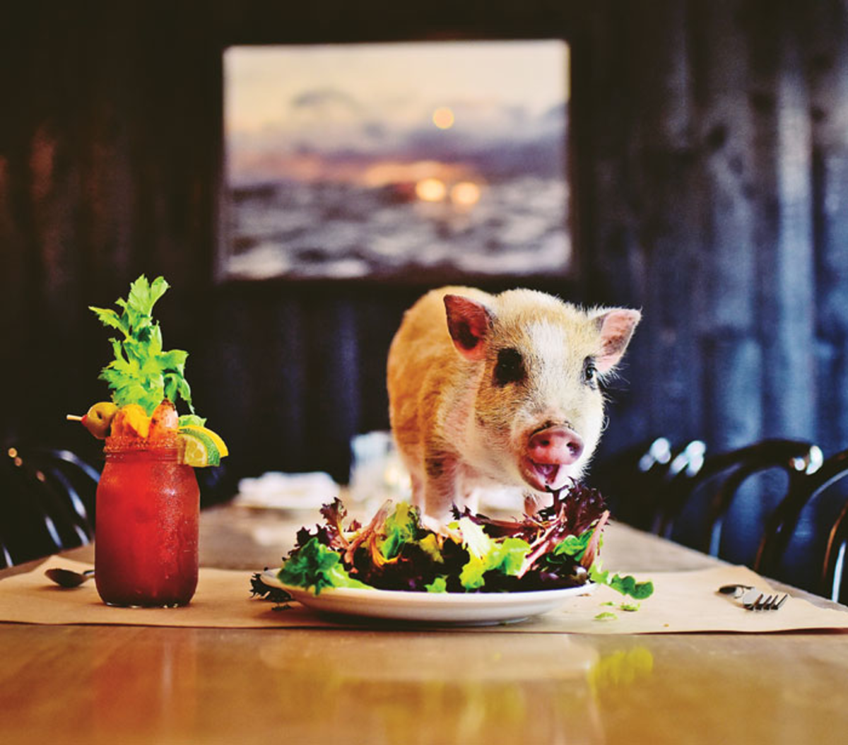 The Anchor-OTR Pig