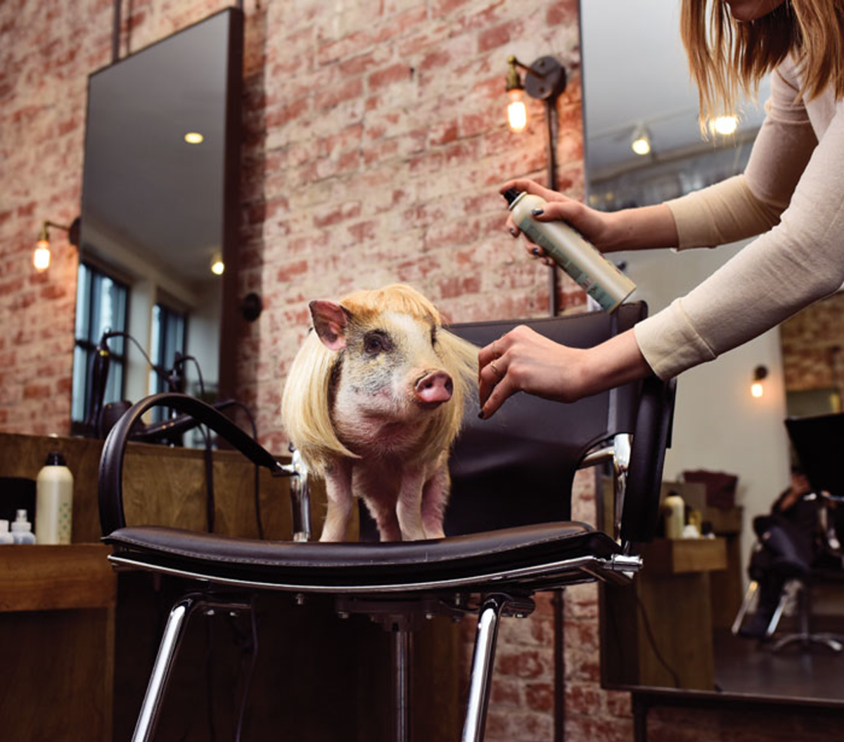 Parlour Pig