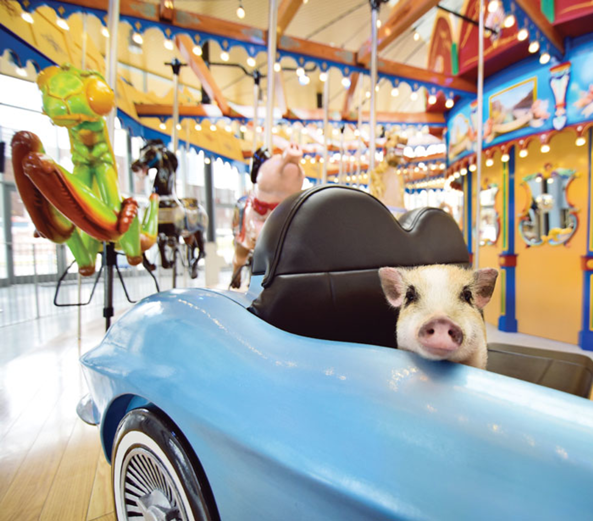 Caesar in a Corvette on Carol Ann's Carousel at Smale Riverfront Park