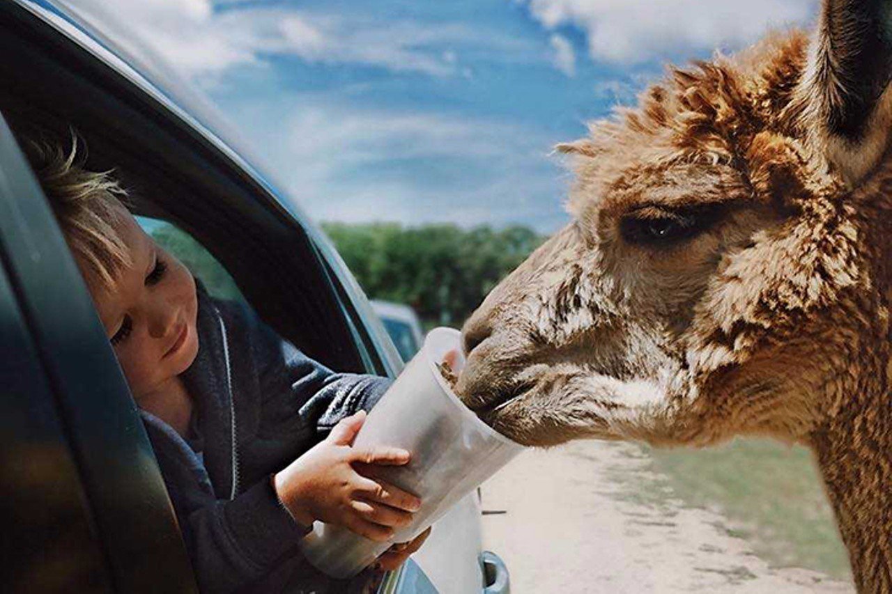 African Safari Wildlife Park
267 S Lightner Road, Port Clinton, Ohio
Distance: 3 hours and 45 minutes
Transport to another world at the African Safari Wildlife Park, where you have access to wild animals like you never have before &#151; from your car. While you&#146;re here, you can drive around the conservation area to view and even feed some of your favorite animals in a more natural habitat and not in cages. 
Photo via Facebook.com/AfricanSafariWildlifePark