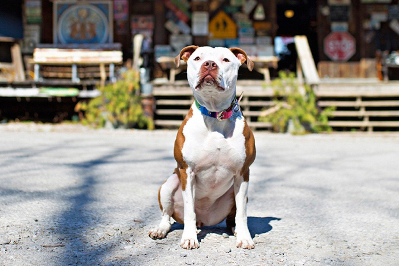 Rabbit Hash, Kentucky
10021 Lower River Road, Burlington, Ky.
Distance: 45 minutes
A scenic, 45 minute drive southwest takes you to Rabbit Hash, known for its historic general store and electing dogs as its mayor. Rabbit Hash General Store was known as &#147;the best known and best preserved country store in Kentucky&#148;, until it was destroyed by a fire in 2016, later to be restored and reopened in April 2017.  
Photo via Hailey Bollinger