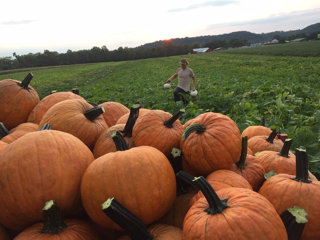 Weber’s Farm Market
6085 Kilby Rd., Harrison. Open daily.
Weber’s Farm Market is a fifth-generation farm that was originally established in 1899. The market offers seasonal fruits and vegetables, with pumpkins available soon. On Oct. 15-16, the farm will host its annual Pumpkin Festival. The tradition brings families from many areas of the region together for a weekend of fall fun.