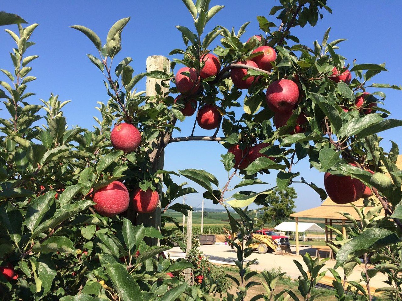 Karnes Orchard
8200 Worley Mill Road, Hillsboro. Open Mondays-Saturdays through mid-November.
This family-owned orchard market has been operating since 1876, offering picks of fresh fruit from July through November. The orchard is known for their wide variety of apples, which are swapped out when they are best in-season. Their website offers tips for which type of apple is best for a specific preparation, such as applesauce, salads or simple snacking. Check their Facebook page for updated fruit availability.