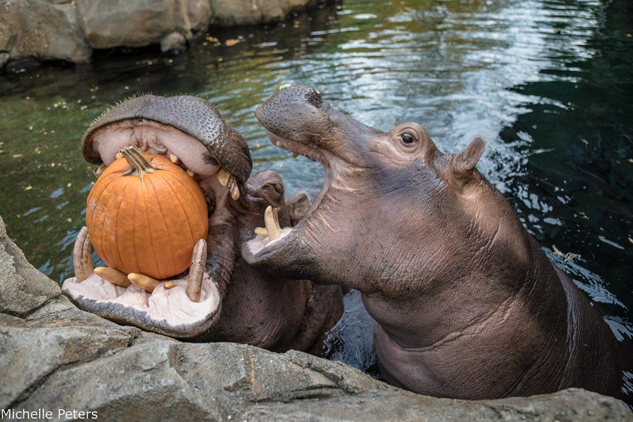 HallZOOween
3400 Vine St., Avondale. Select weekends in October.
Go wild at the Cincinnati Zoo while gathering candy and seeing some animals. Kids can dress up in costumes and bring their own treat bags to fill up with goodies at different trick-or-treat stations. There will be Halloween-themed animal enrichment to watch plus a Hogwarts Express train ride and a Scare-ousel.