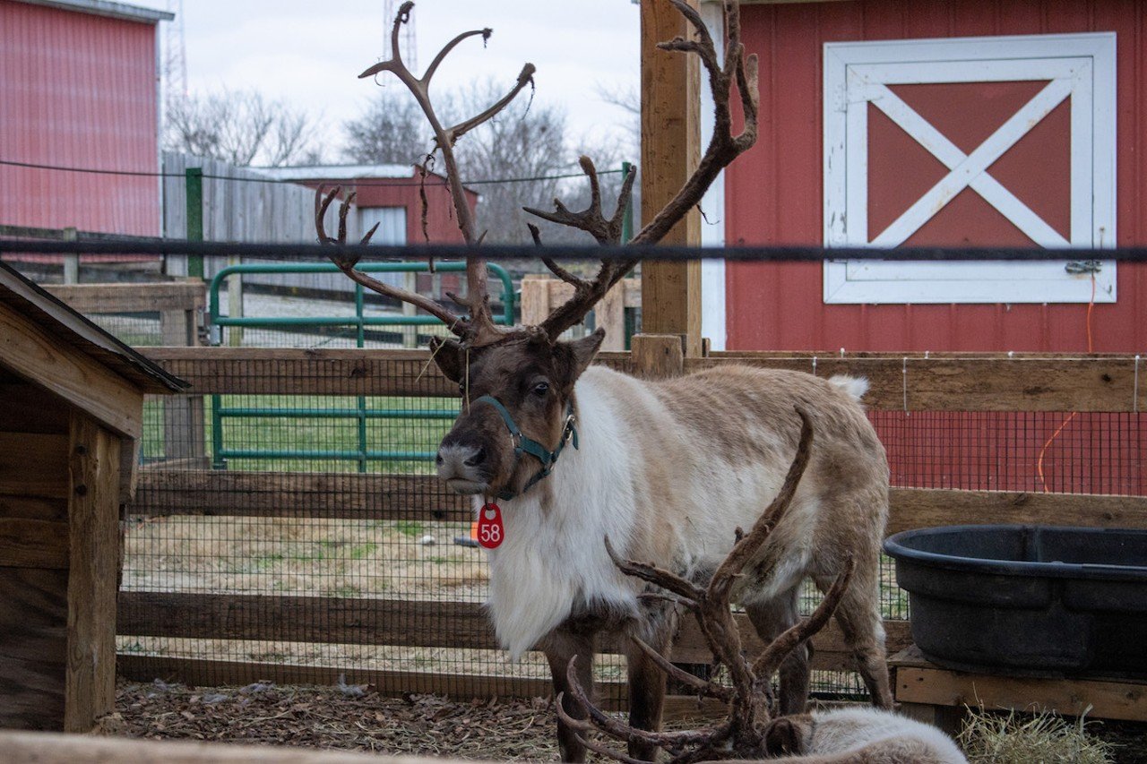 Holidays on the Farm at Parky’s Farm
10073 Daly Road, Springfield Township
Head down to the farm to make some magical memories together. Holidays on the Farm is Great Parks’ annual outdoor, wintertime event. This year, expect more lights, Santa’s reindeer, a merry beer garden, food trucks and entertainment. And for the first time ever, guests will also be able to take part in the winter sport of curling. The festive Christmas Tree Garden Trail and the Wonder of the Woodlot Trail are decked out in thousands of twinkling LED lights and illuminated displays, and kids can take pony and wagon rides for a real rustic holiday experience. And when the chill in the air has you seeking warmth, you can snuggle up together around the open firepits while enjoying music from the Dickens Carolers, or head over to Santaland to visit the Jolly Old Elf himself.
Holidays on the Farm will be open from 5-9 p.m. on Fridays-Sundays Nov.24-Dec. 17 and 5-9 p.m. on Dec. 21-23 and Dec. 26-31.