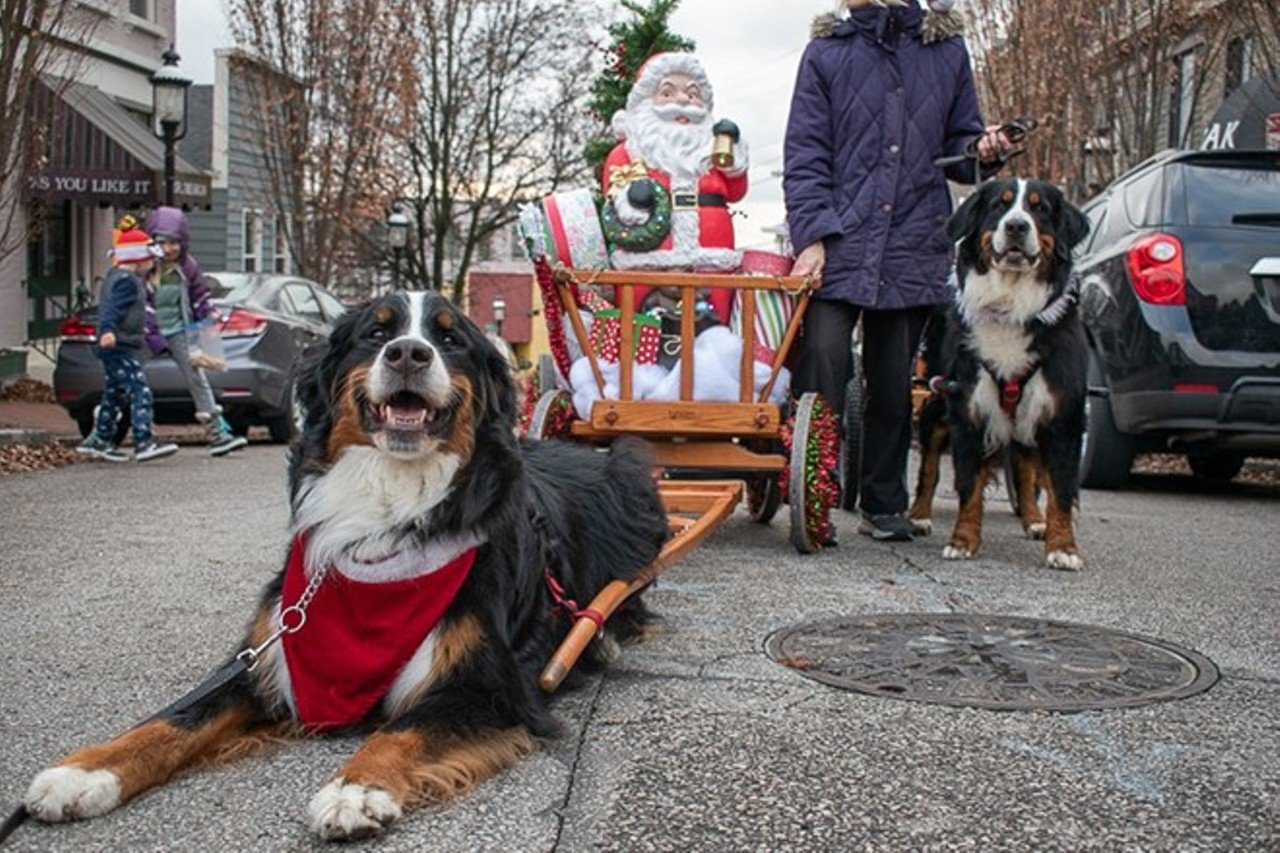 Mt. Adams Reindog Parade and OTR RailDog Parade
Reindog kicks off at 946 Pavilion St., Mt. Adams; RailDog kicks off at Queen City Radio, 222 W. 12th St., Over-the-Rhine
For more than two decades, pups decorated in their holiday best have taken to the streets of Mt. Adams for an annual costumed Reindog Parade. And in Over-the-Rhine, there will also be a costumed puppy parade that will take dogs and their owners from Queen City Radio to Washington Park and back for some holiday cheer. 
The Mt. Adams Reindog Parade is Saturday, Dec. 9 with registration from 12:30-1:45 p.m. and the parade kicking off at 2 p.m. The OTR RailDog Parade is Saturday, Dec. 16 starting at 3(ish) p.m.