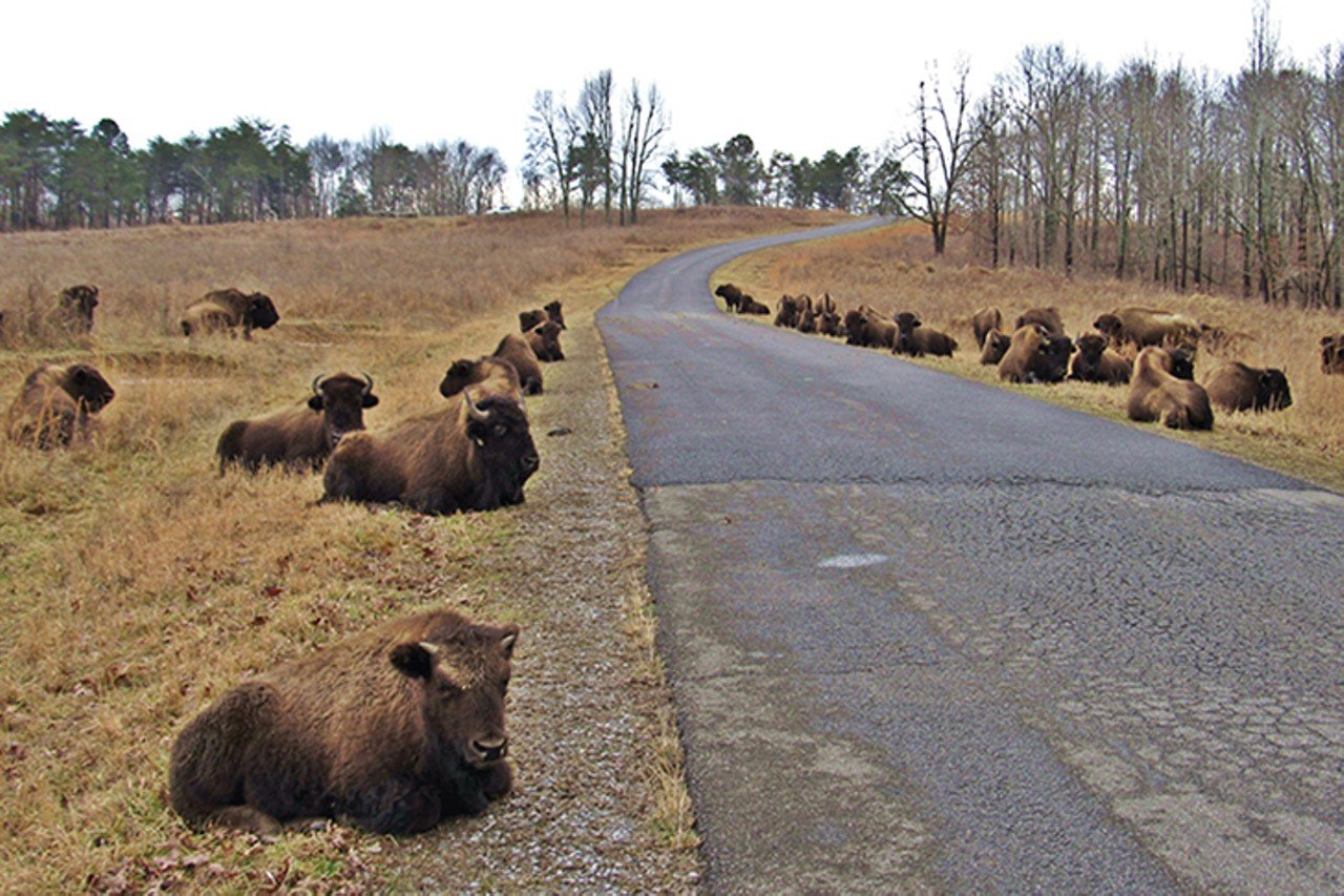 Land Between the Lakes
Distance: 4 hours and 30 minutes
Located near Murray, Kentucky near the southwestern tip of the state, Land Between the Lakes is sandwiched between Lake Barkley and Kentucky Lake. This recreational area is perfect for camping, hiking and boating. Take the family to explore the &#147;170,000-acre playground&#148; complete with elk and bison as well as a planetarium where you can admire the stars. Although the park stretches into Tennessee, Cincinnatians can drive to the northernmost part of Land Between the Lakes in less than five hours.
Photo via Facebook.com/LBLNatlRecArea