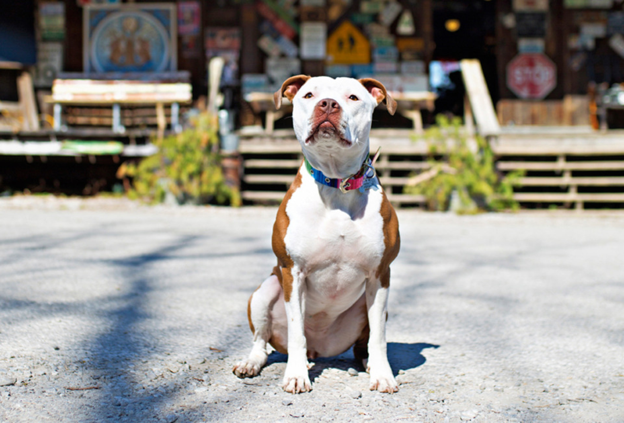 Rabbit Hash, Kentucky
Distance: 45 minutes
A scenic, 45-minute drive southwest takes you to Rabbit Hash, known for its historic general store and its series of dog mayors. The Rabbit Hash General Store was known as “the best known and best preserved country store in Kentucky," until it was destroyed by a fire in 2016, later to be restored and reopened in April 2017.