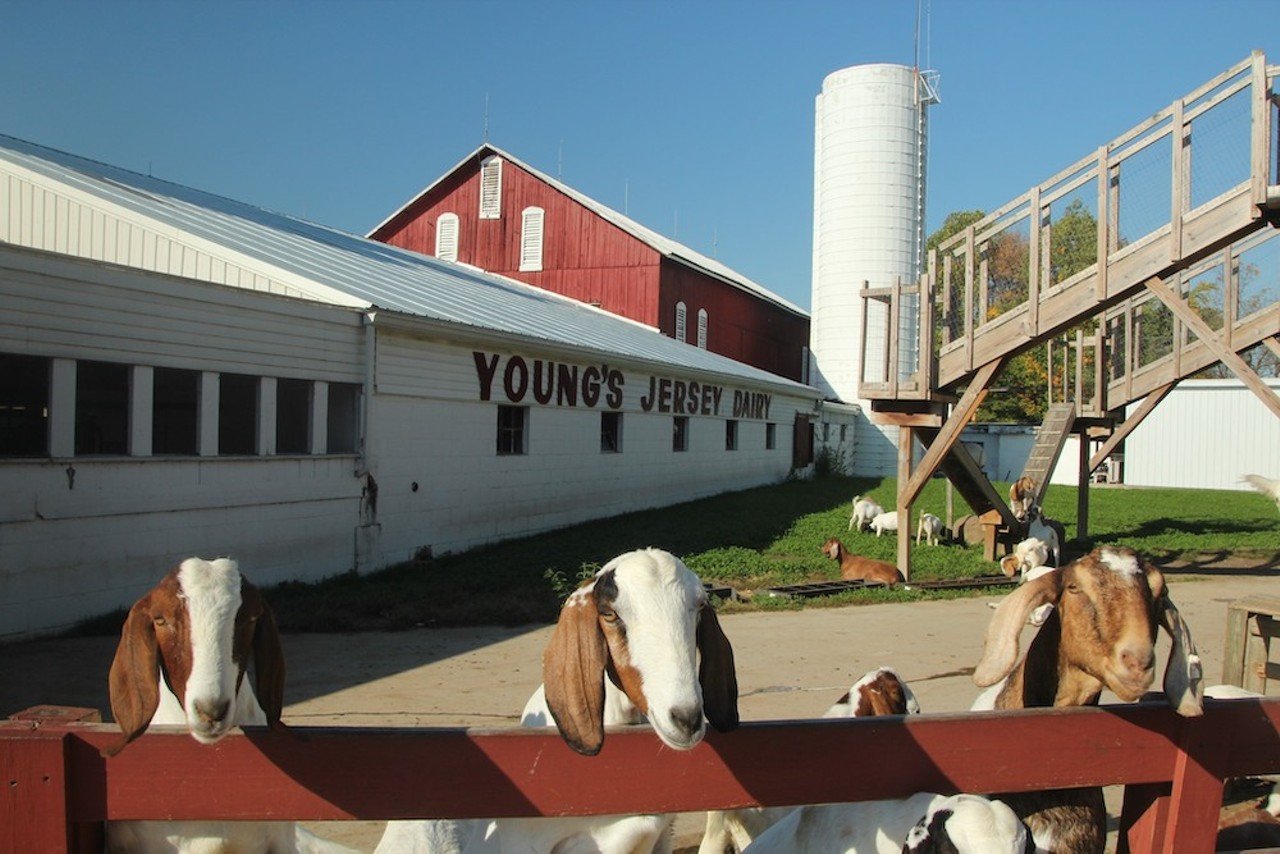 Yellow Springs, Ohio
Distance:  1 hour and 15 minutes
Located a little over an hour outside of Cincinnati, Yellow Springs is a small town with a ton of recreational activities.  There are more than 15 eateries and pubs, many different wineries, bike trails and shops to explore. There’s also Young’s Jersey Dairy farm, which features a restaurant, entertainment venue, miniature golf course, batting cages and delicious homemade ice cream.