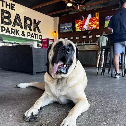 Bark Park & Patio
7544 Burlington Pike, Florence
Greater Cincinnati's only bar and dog park combo, Bark Park & Patio in Florence is the perfect place to spend a relaxing day with your pup. The bar serves local craft beers and wines in a laidback, backyard-like atmosphere, while the dog park offers more than an acre of fenced-in, grassy space for your dog to run around and explore.