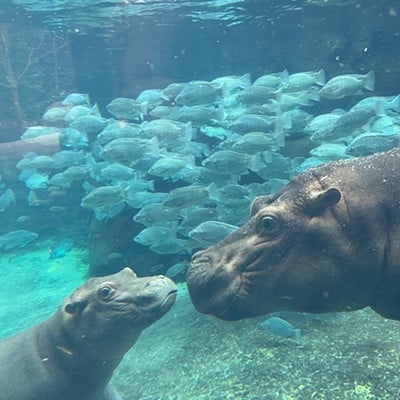 Meet Fritz and the Other Babies at the Cincinnati Zoo & Botanical Garden3400 Vine St., AvondaleA stroll through the zoo grounds may be the perfect thing to do this summer in Cincinnati. Kids, teens and adults alike can enjoy viewing all the many animals and botanicals throughout the facility. You can see some of the newest additions to the zoo, like Fiona’s baby brother Fritz, Larkin the penguin chick and a pair of adorable bat-eared fox kits. Plus, see if you can spot the baby bumps on Lightning the sloth and Stevie the bongo.