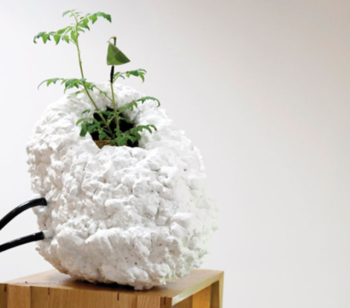 Image: Best Artistic Statement Involving Houseplants