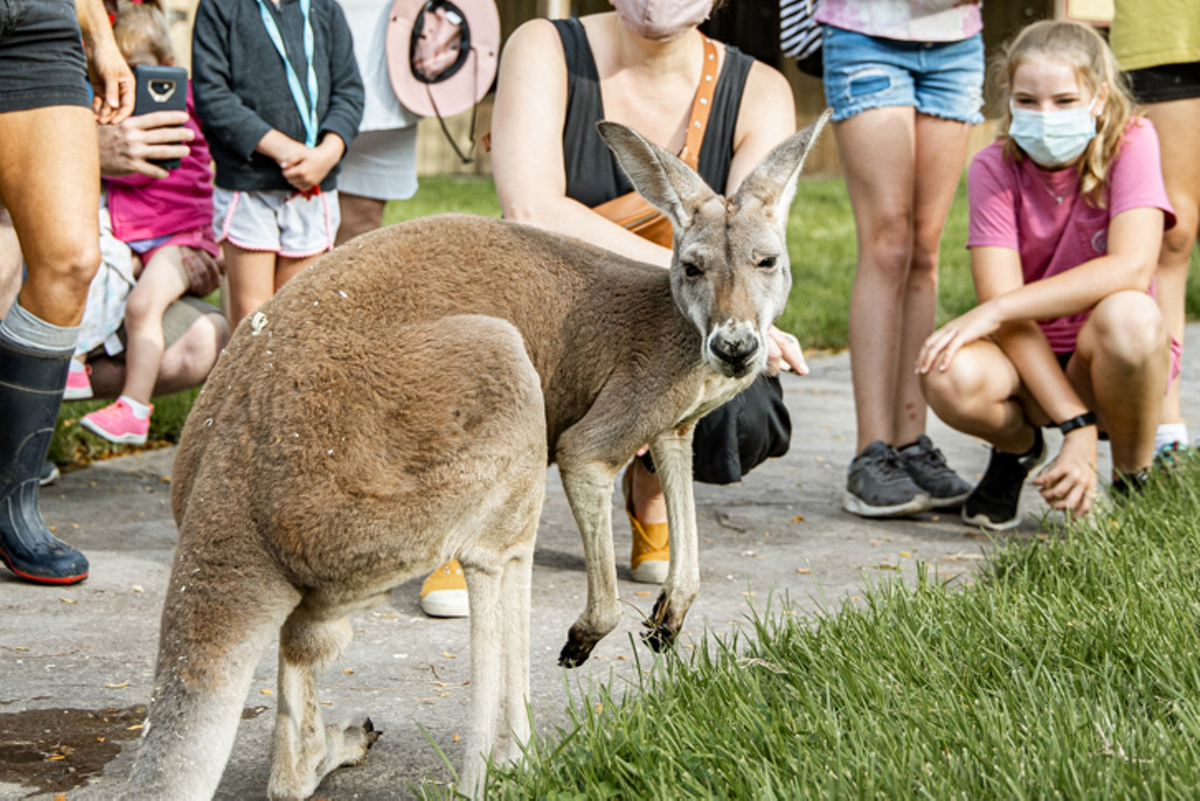 Roo Valley at the Cincinnati Zoo
