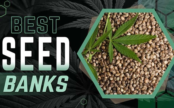 Cannabis Seed Banks: 8 Reputable Vendors to Buy Cannabis Seeds