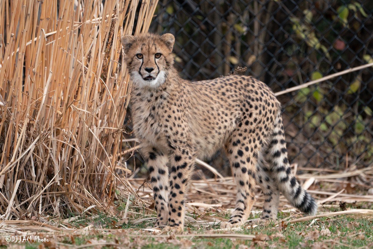 Take a Walk on the Wild Side at the Cincinnati Zoo
3400 Vine St., Avondale
See the world-famous Fiona, her baby brother Fritz and all their animal friends at the Cincinnati Zoo. At the zoo, you can wander through Roo Valley where you can see the kangaroos up close, feed the giraffes, watch the penguins’ antics, try out the brand new carousel and much more. And daily events like the Cheetah Encounter and Elephant Chat allow you to learn more about the animals that call the zoo their home. Admission ranges from $10-$18.50 for kids and $16-$24.50 depending on the day.