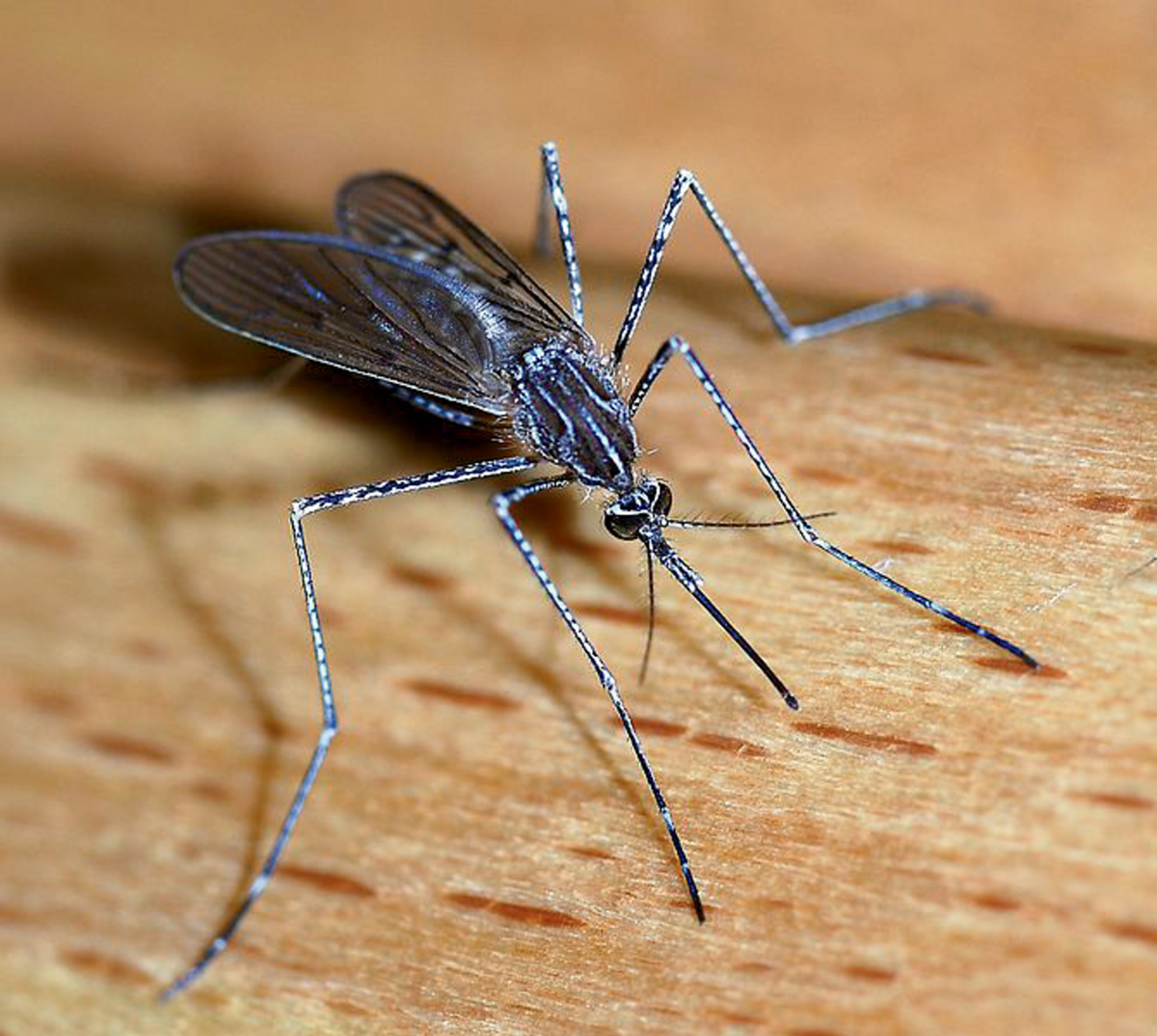 The Cincinnati Health Department is cautioning people to protect themselves against mosquito bites and to reduce outdoor standing water.