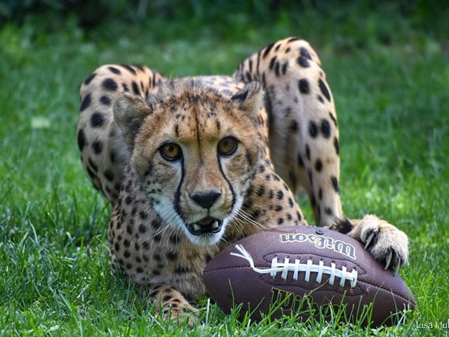 Rozi the cheetah at the Cincinnati Zoo & Botanical Garden