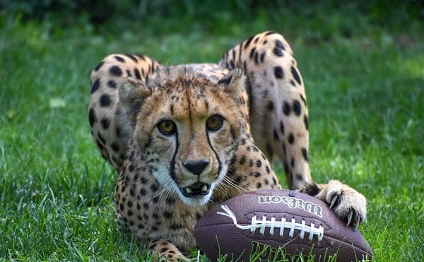 Rozi the cheetah at the Cincinnati Zoo & Botanical Garden