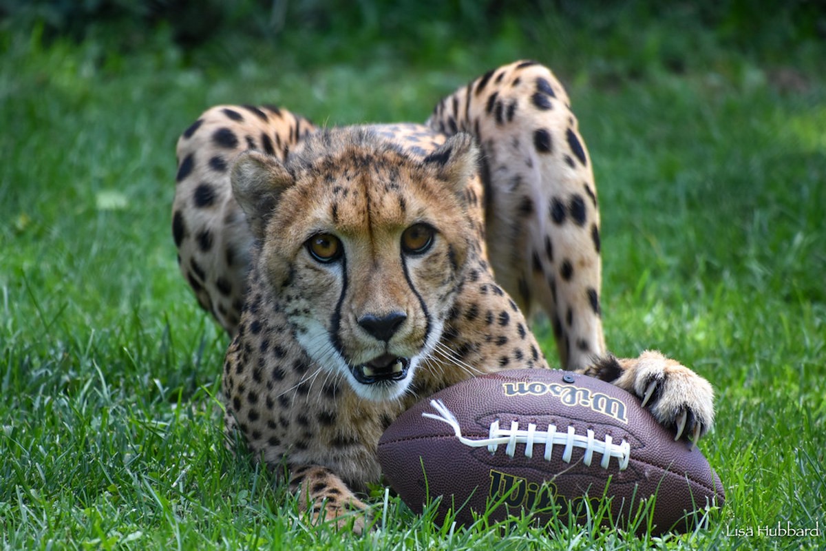 Rozi the cheetah at the Cincinnati Zoo & Botanical Garden