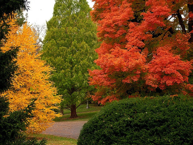 Fall foliage in Spring Grove Cemetery