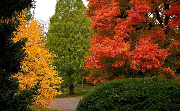 Fall foliage in Spring Grove Cemetery