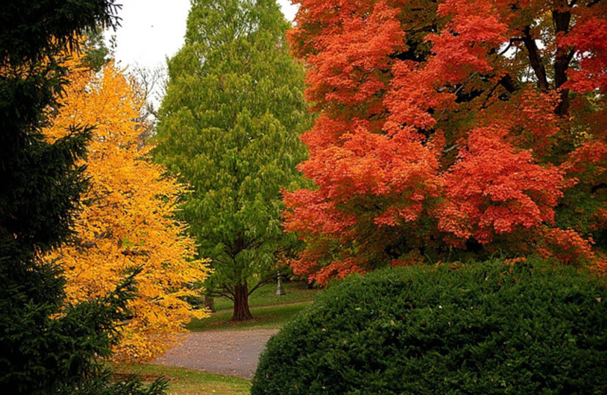 Fall foliage in Spring Grove Cemetery