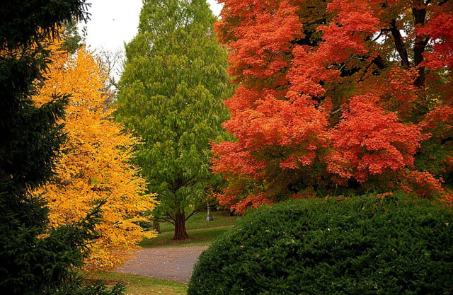 Fall foliage in Spring Grove Cemetery