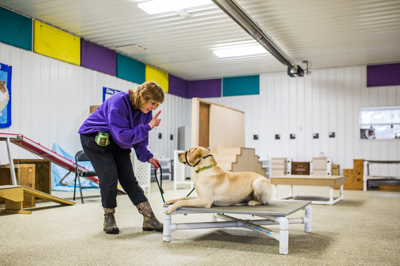 Dogs in training rotate between Circle Tail, foster families and Circle Tail’s prison program, which currently works with two Ohio women’s facilities: the Dayton Correctional Institution and Ohio Reformatory for Women in Marysville.