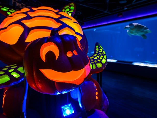 One of the glowing pumpkin sculptures you'll find at Newport Aquarium's Underwater Pumpkin GLOW.