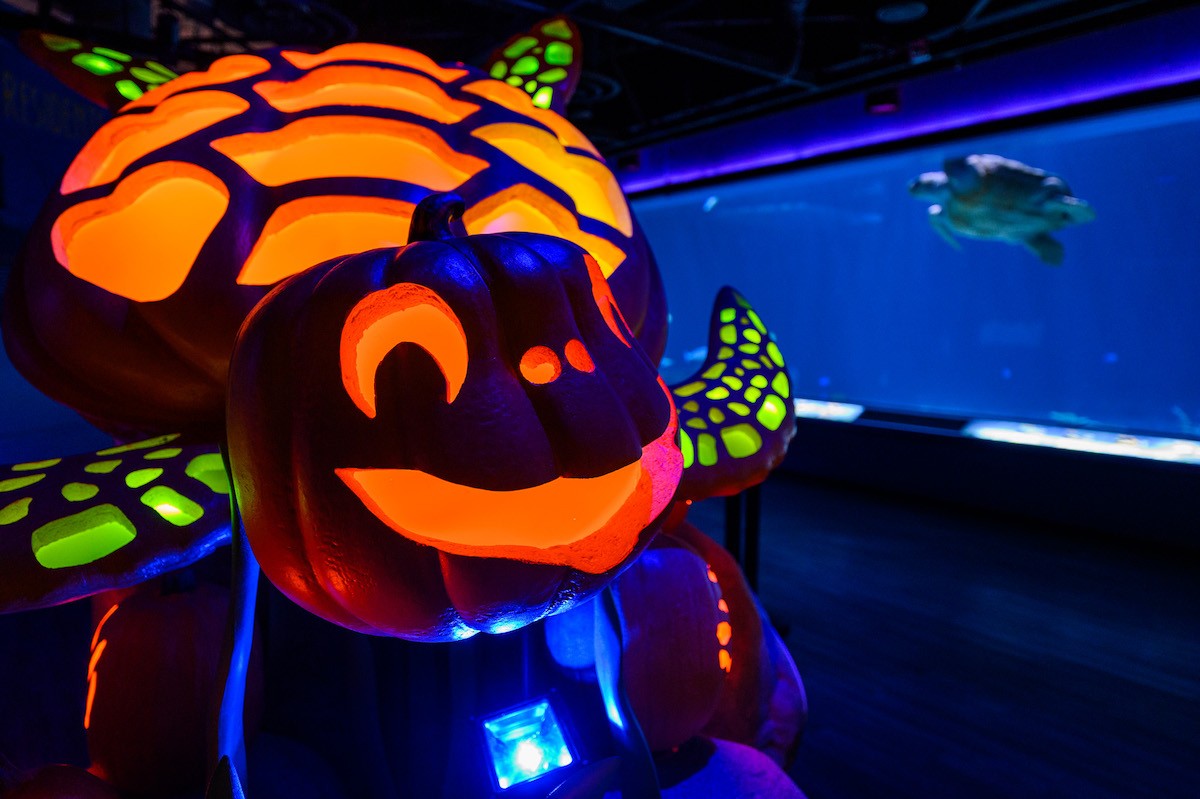 One of the glowing pumpkin sculptures you'll find at Newport Aquarium's Underwater Pumpkin GLOW.