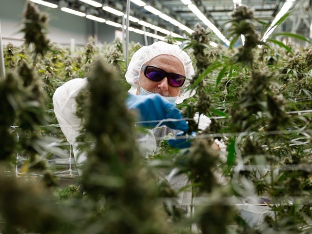 BUCKEYE LAKE, Ohio — AUGUST 17: Roger Davis of Grove City works to remove fan leaves from around the flowers before the marijuana plants are dried, August 17, 2023, at PharmaCann, Inc.’s cultivation and processing facility in Buckeye Lake, Ohio.