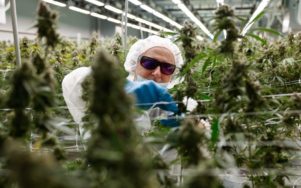 BUCKEYE LAKE, Ohio — AUGUST 17: Roger Davis of Grove City works to remove fan leaves from around the flowers before the marijuana plants are dried, August 17, 2023, at PharmaCann, Inc.’s cultivation and processing facility in Buckeye Lake, Ohio.